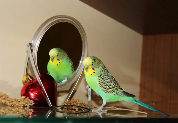 Budgie verde brilhante com o espelho — Fotografia de Stock