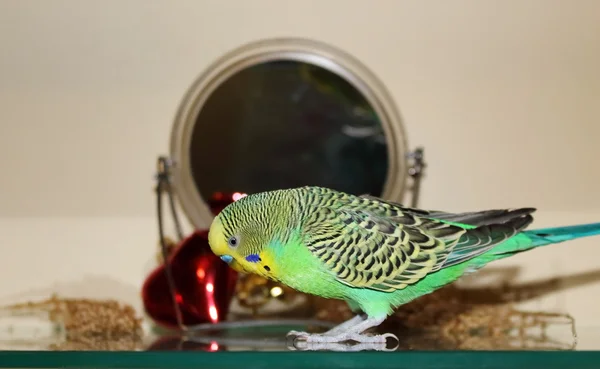 Parlak yeşil yalnız muhabbet kuşu — Stok fotoğraf