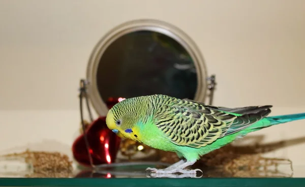 Bright Green Alone Budgie — Stock Photo, Image