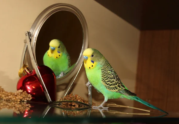 Sevimli yeşil Budgie, aynaya bakıyorum