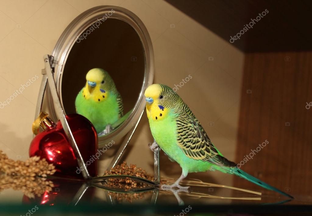 budgie mirror
