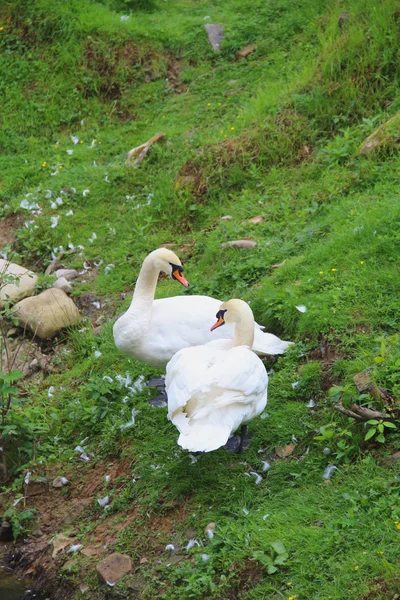 The pair of beautiful white Swans on the green grass — Stockfoto