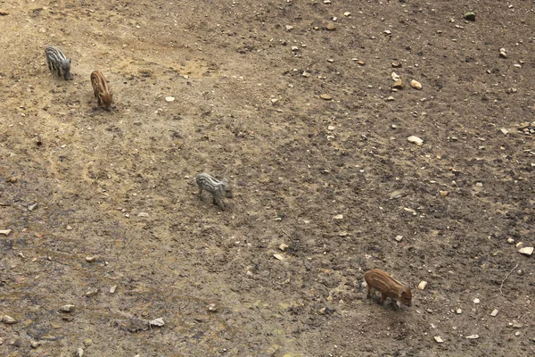 Four fluffy tabby wild piglets following each other
