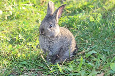 Yeşil çim tatlı tüylü tavşan
