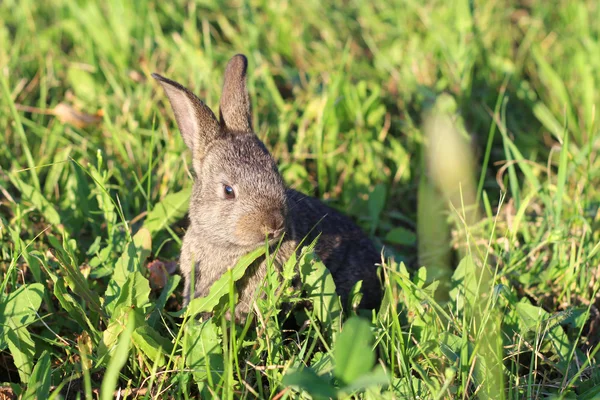 Pequeno coelhinho cinza fofo escondido na grama verde — Fotografia de Stock