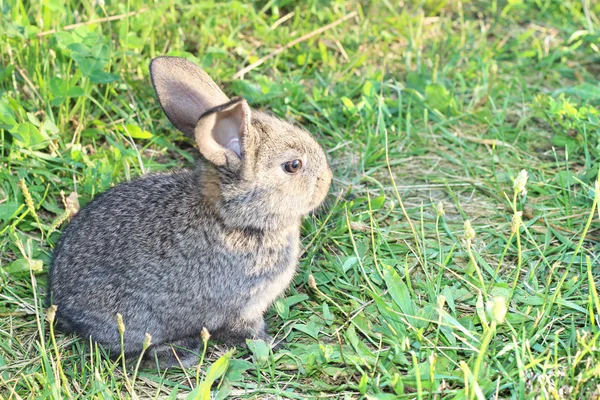 Lindo conejo pequeño sentado en la hierba — Foto de Stock