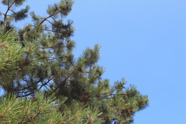 Mavi gökyüzü arka plan üzerinde büyük çam dalları