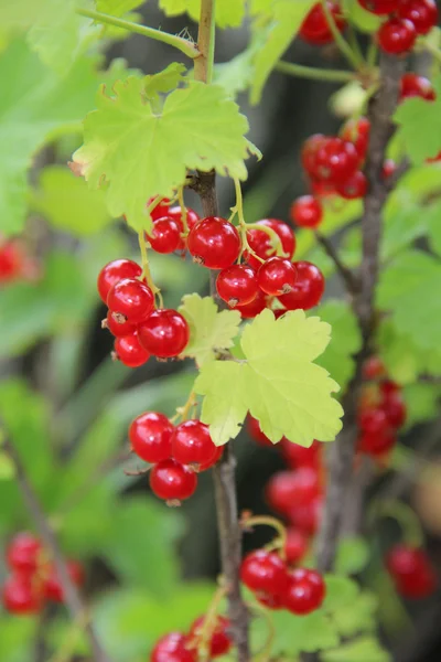 Red Currant berries — Stock Photo, Image