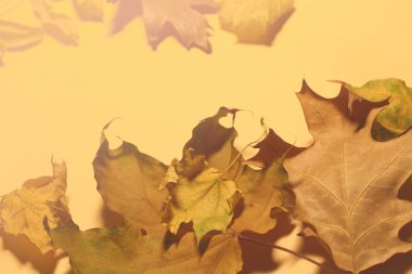 Kağıt üzerinde kurutulmuş yaprakları. Sonbahar arka plan