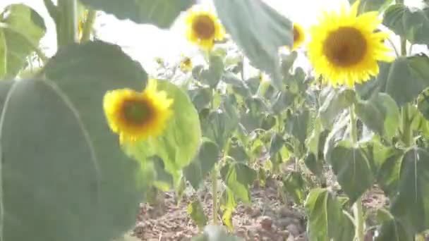 Όμορφη εναέρια άποψη πάνω στο πεδίο ηλιοτρόπια. — Αρχείο Βίντεο