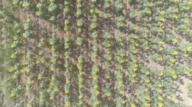 Ayçiçeği tarlasının üzerindeki güzel hava manzarası.