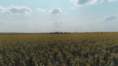 Ayçiçeği tarlasının üzerinde güzel bir hava manzarası.