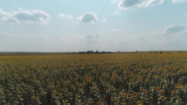 Belle vue aérienne au-dessus du champ de tournesols. — Video