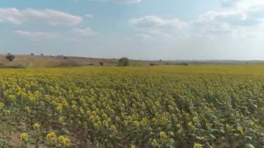 Ayçiçeği tarlasının üzerinde güzel bir hava manzarası.