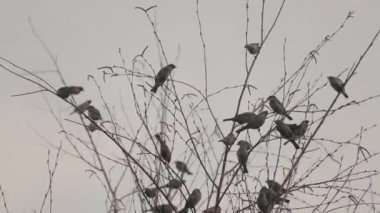 Ağacın üzerindeki serçe sürüsü. 4K Görüntü