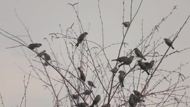 Um bando de pardais na Árvore. Filmagem 4K — Vídeo de Stock