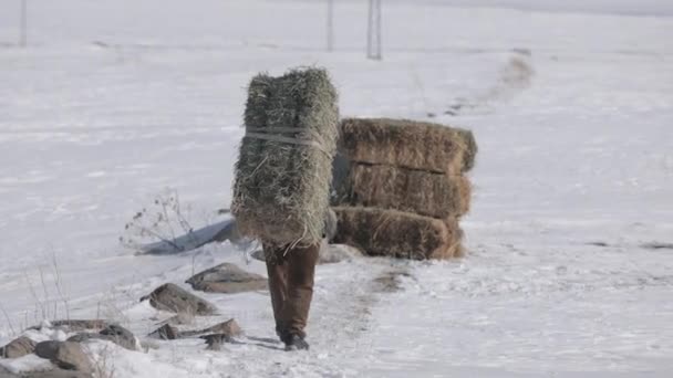 Um homem carregando feno animal. Temporada de Inverno — Vídeo de Stock
