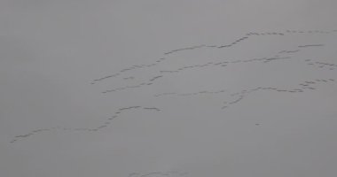 Göçmen Kuş Sürüsü Düzen içinde Uçuyor