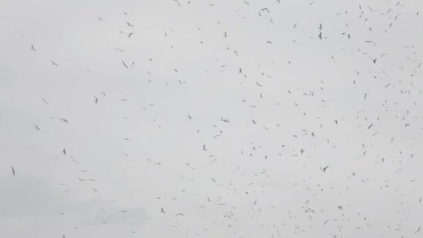 Rebanho de aves migratórias voando em formação — Vídeo de Stock