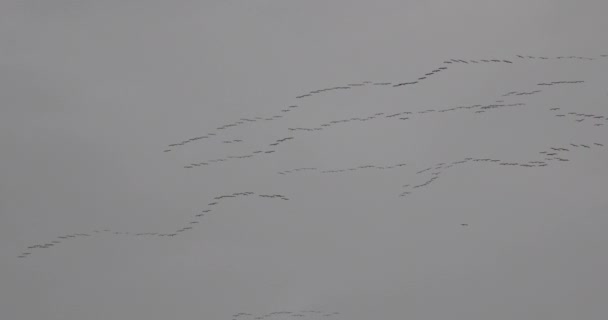 Rebanho de aves migratórias voando em formação — Vídeo de Stock