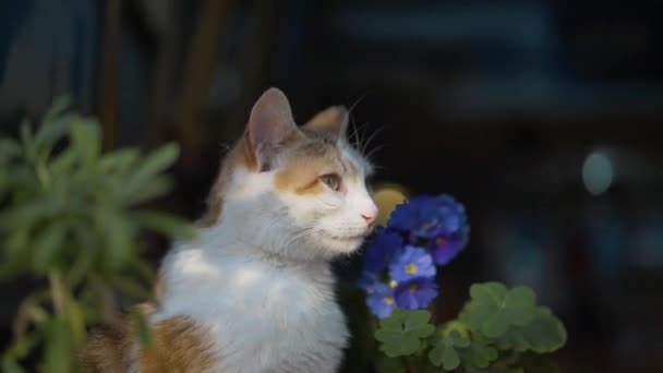 Primer plano de hermoso lindo gato sentado en el alféizar de la ventana — Vídeos de Stock