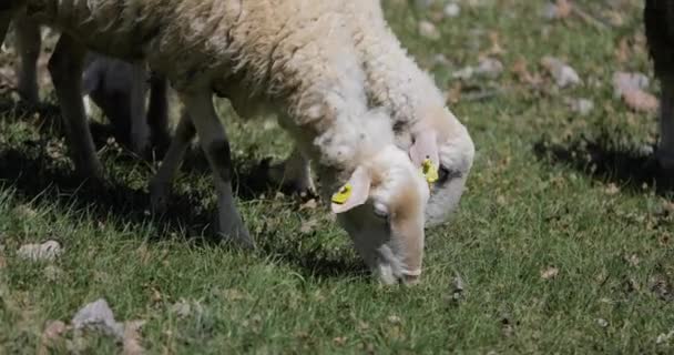 Крупним планом вівці їдять траву . — стокове відео
