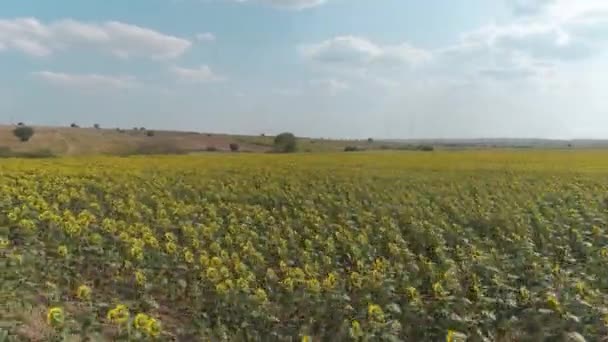 Belle vue aérienne au-dessus du champ de tournesols. — Video