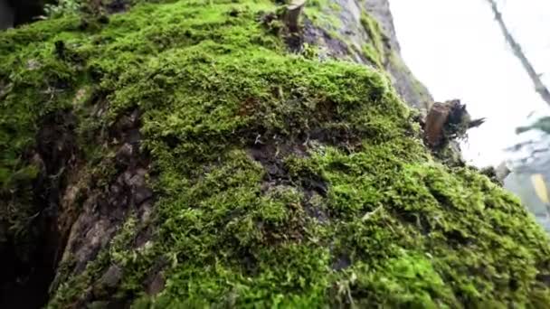 Pohled na mechový kmen stromu — Stock video