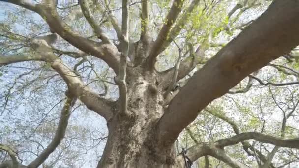 Primer plano de árbol plano viejo — Vídeos de Stock