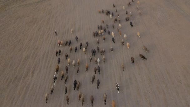 Vue aérienne du troupeau de vaches en Turquie — Video