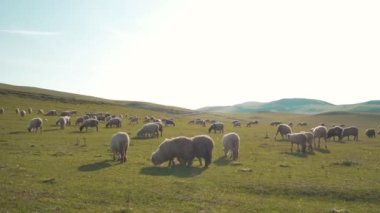 Türkiye 'de koyun sürüsünün havadan görünüşü