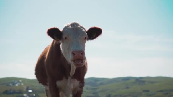 Крупним планом вид на корову в горах — стокове відео