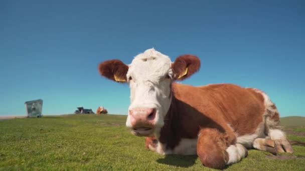 Γκρο πλαν άποψη της αγελάδας στο βουνό — Αρχείο Βίντεο