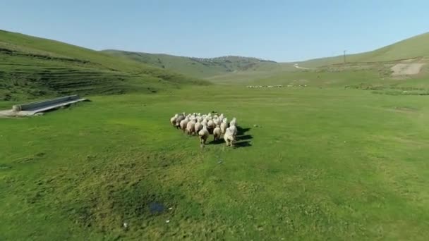 Vista aérea del rebaño de ovejas en Turquía — Vídeo de stock