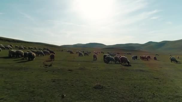 Türkiye 'de ineklerin hava manzarası — Stok video