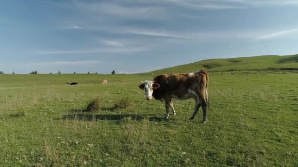 Vista aérea del rebaño de vacas en Turquía — Vídeo de stock