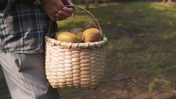 Ekologisk odling kiwifrukt. En bonde som plockar kiwi. — Stockvideo