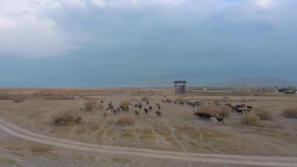 Αεροφωτογραφία αγέλης αγελάδων στην Τουρκία — Αρχείο Βίντεο
