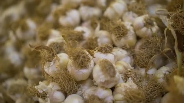 Close-up view of garlic. 4K Footage in Turkey — Stock Video