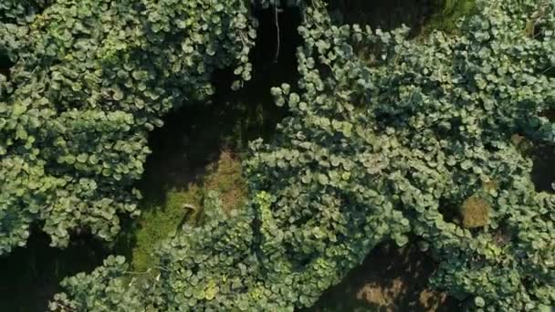 Bovenaanzicht vanuit de lucht van Kiwi bomen. — Stockvideo