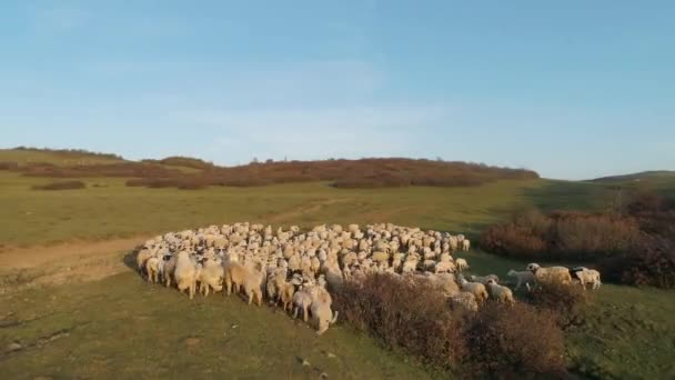 Vista aérea del rebaño de ovejas en Turquía — Vídeos de Stock