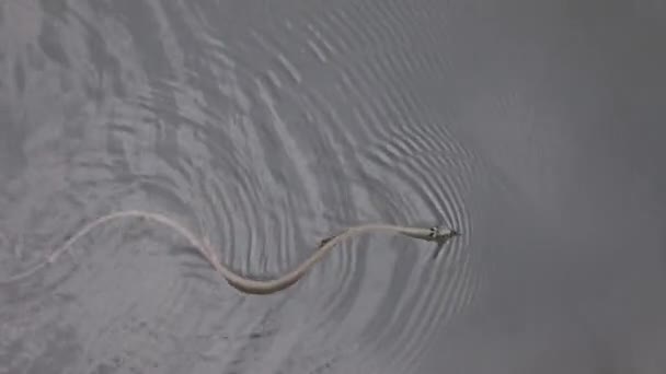 Uma cobra de água nadando em uma superfície de lago — Vídeo de Stock