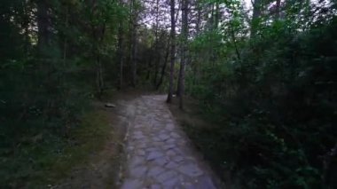 Ormana giden yol. Türkiye 'de 4K Görüntüsü