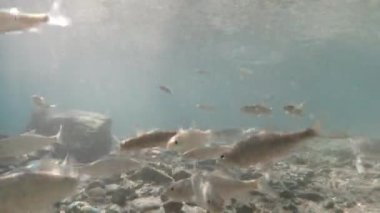 Spa balığının yakın çekim görüntüsü. sualtı çekimi