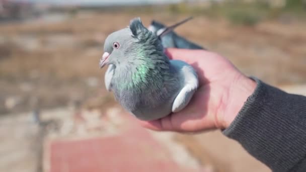 Muž držící v ruce holuba. — Stock video