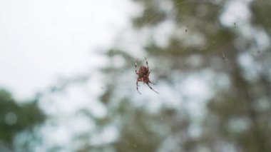 Örümcek ve örümcek ağının yakın görüntüsü