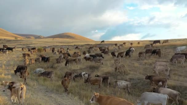 Vista aérea del rebaño de vacas en Sivas. Filmación 4K en Turquía — Vídeos de Stock