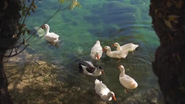 Patos flotantes en el lago Gokpinar en Sivas. Filmación 4K en Turquía — Vídeos de Stock
