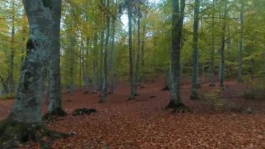 Ormandaki yolun üstündeki hava manzarası. Türkiye 'de 4K Görüntüsü