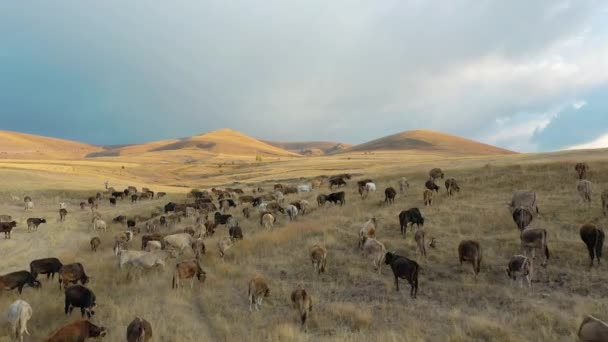 Vista aérea del rebaño de vacas en Sivas. Filmación 4K en Turquía — Vídeo de stock